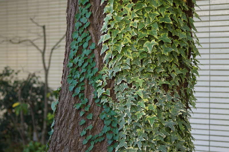 f:id:goldhead:20181117215720j:plain f:id:goldhead:20181117215720j:plain