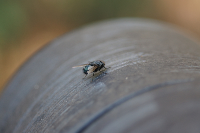 f:id:goldhead:20181117215722j:plain f:id:goldhead:20181117215722j:plain