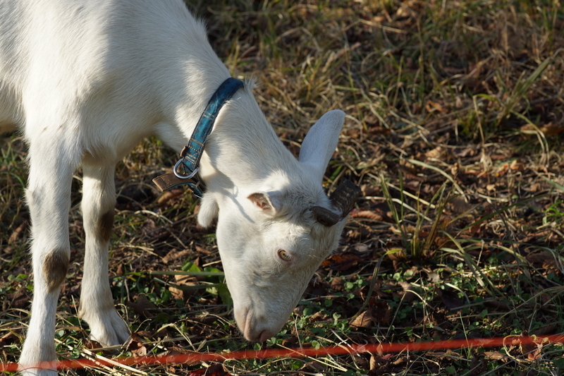 f:id:goldhead:20181117215726j:plain f:id:goldhead:20181117215726j:plain