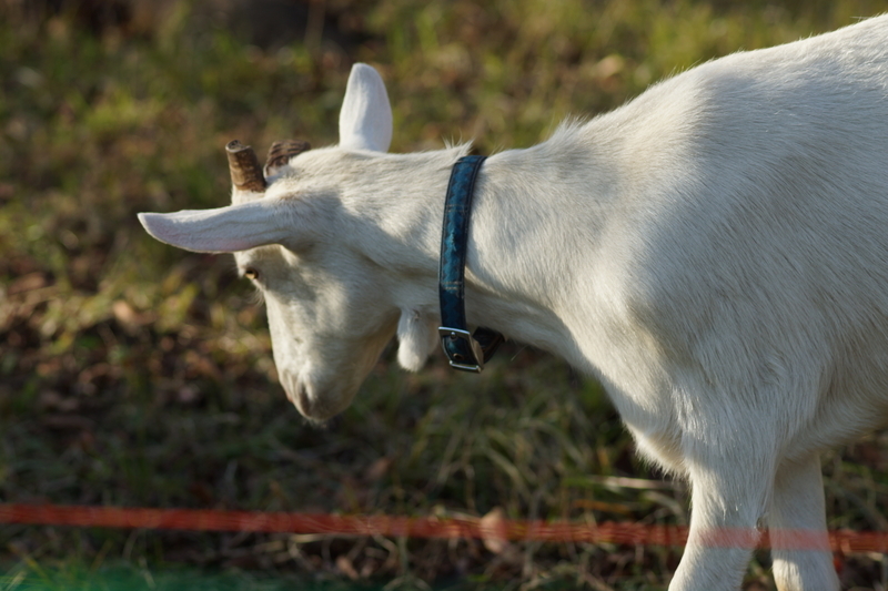 f:id:goldhead:20181117215727j:plain f:id:goldhead:20181117215727j:plain