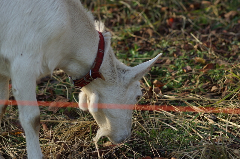 f:id:goldhead:20181117215728j:plain f:id:goldhead:20181117215728j:plain