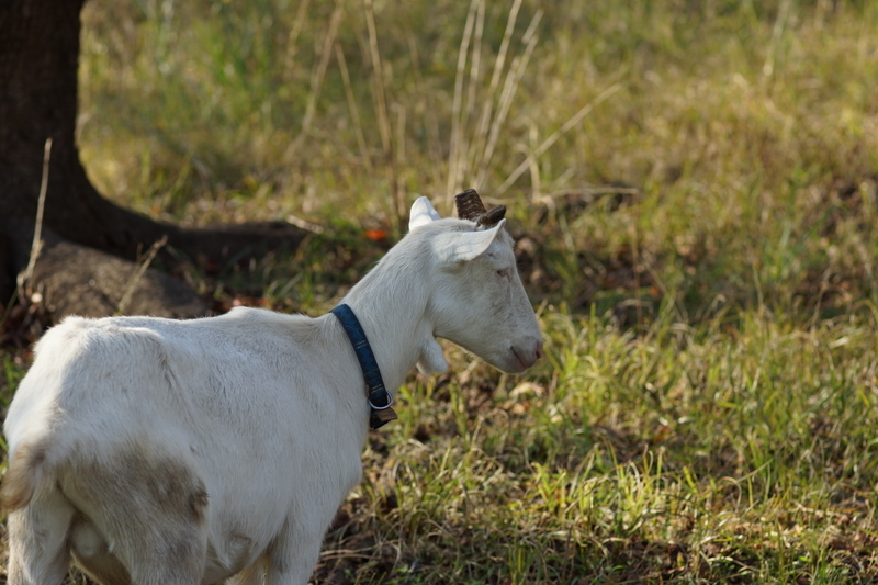 f:id:goldhead:20181117215729j:plain f:id:goldhead:20181117215729j:plain