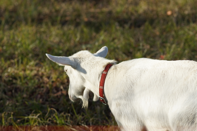 f:id:goldhead:20181117215730j:plain f:id:goldhead:20181117215730j:plain