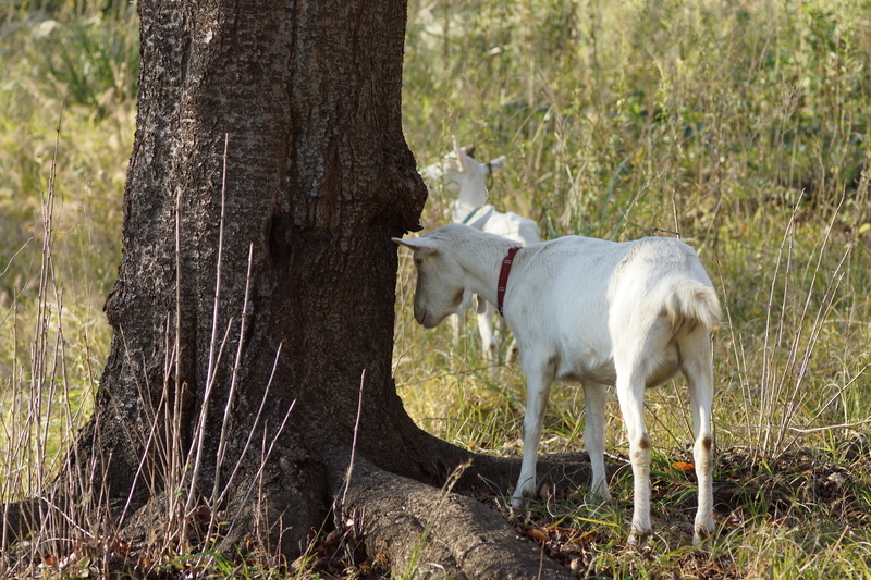 f:id:goldhead:20181117215731j:plain f:id:goldhead:20181117215731j:plain