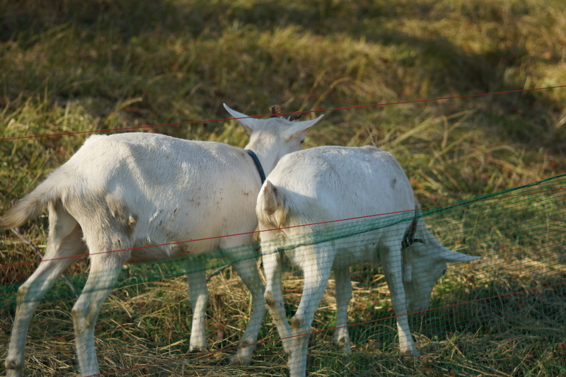 f:id:goldhead:20181117215734j:plain f:id:goldhead:20181117215734j:plain