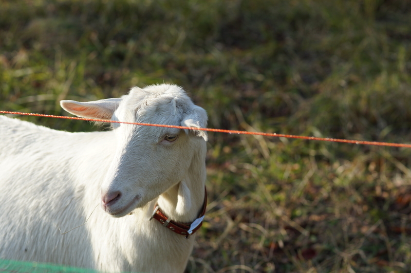 f:id:goldhead:20181117215735j:plain f:id:goldhead:20181117215735j:plain