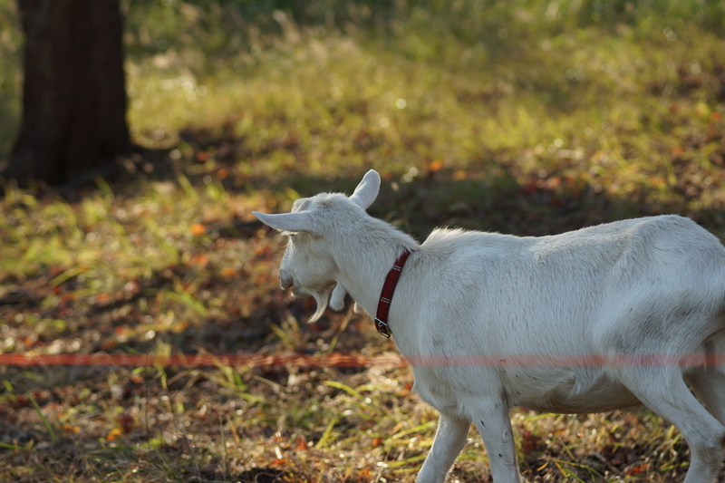 f:id:goldhead:20181117215737j:plain f:id:goldhead:20181117215737j:plain