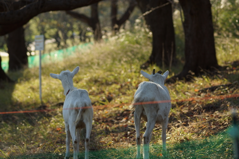 f:id:goldhead:20181117215738j:plain f:id:goldhead:20181117215738j:plain