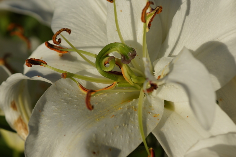 f:id:goldhead:20181117215740j:plain f:id:goldhead:20181117215740j:plain