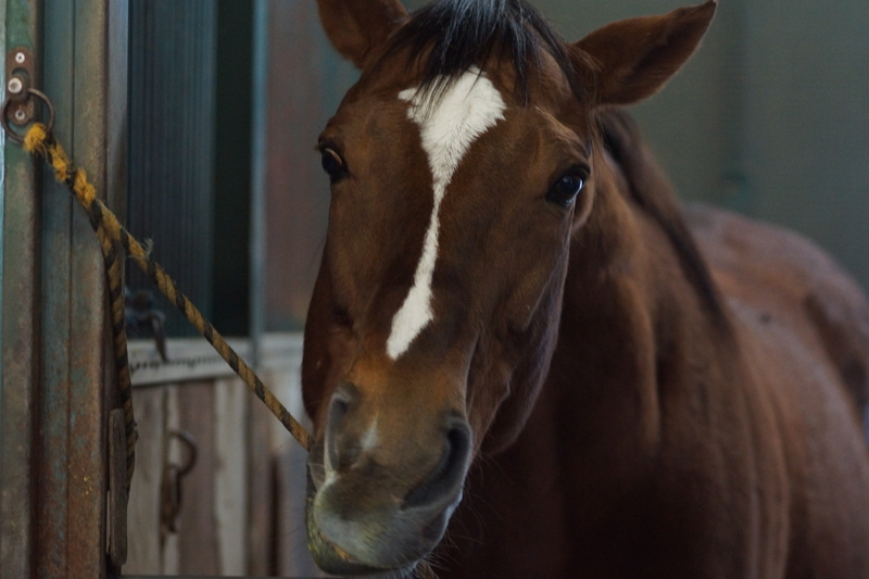 f:id:goldhead:20181117215743j:plain f:id:goldhead:20181117215743j:plain