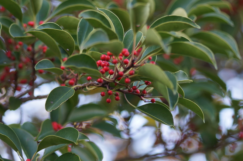 f:id:goldhead:20181117215746j:plain f:id:goldhead:20181117215746j:plain