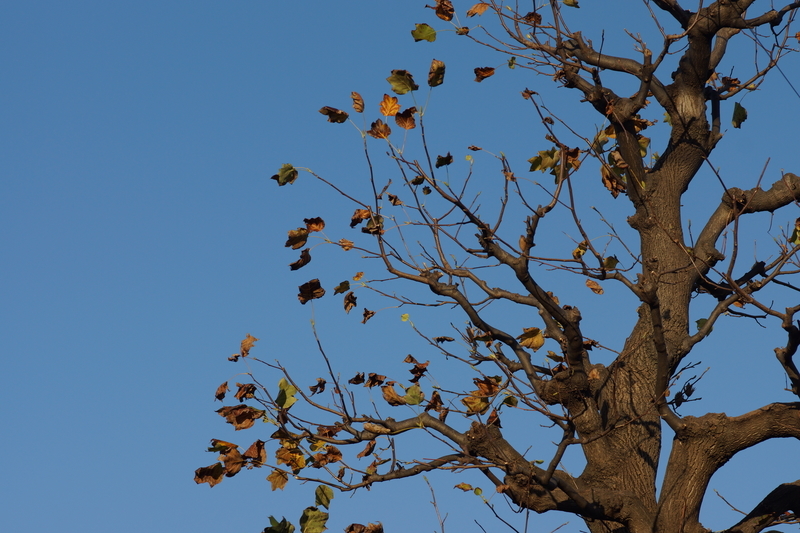 f:id:goldhead:20181117215747j:plain f:id:goldhead:20181117215747j:plain