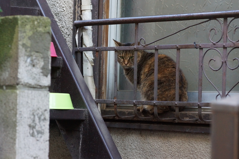 f:id:goldhead:20181117215748j:plain f:id:goldhead:20181117215748j:plain