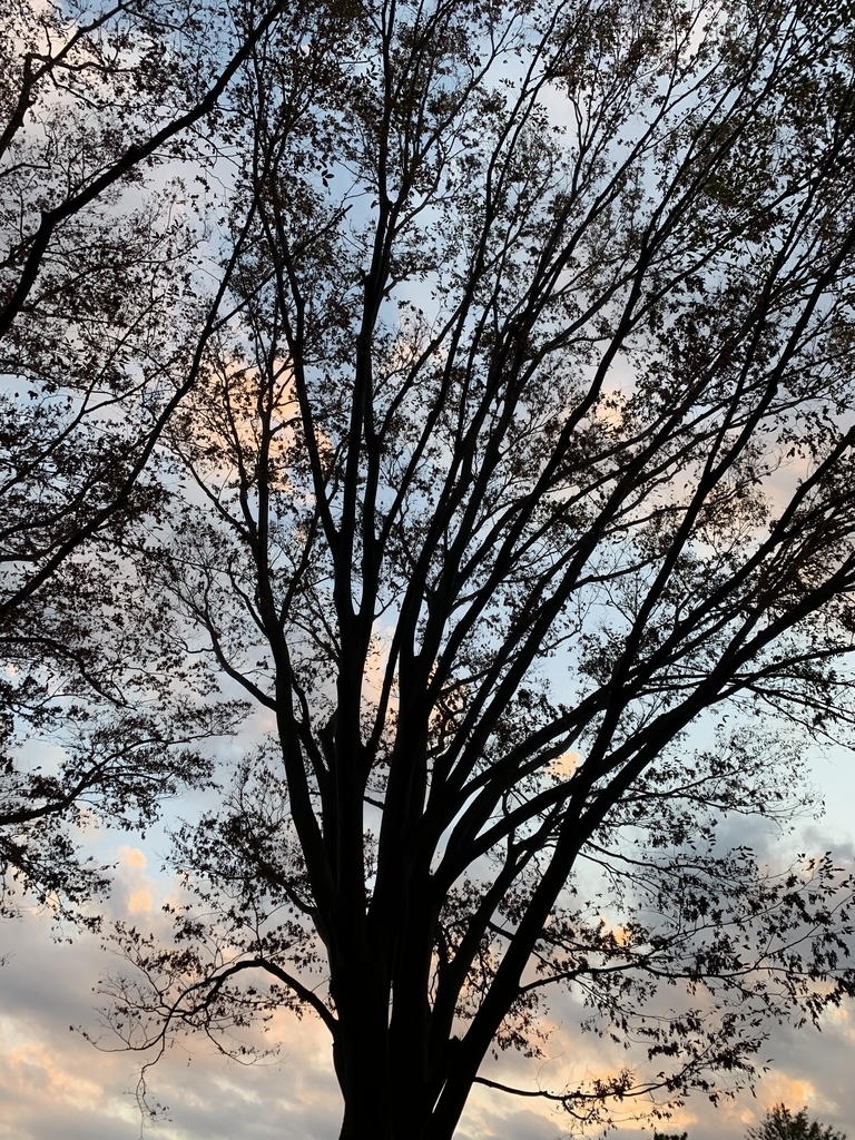 反出生主義者よ 縮こまることなかれ べネター 生まれてこないほうが良かった を読む 関内関外日記 反出生主義者よ 縮こまることなかれ べネター 生まれてこないほうが良かった を読む 関内関外日記