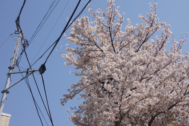 f:id:goldhead:20190407134937j:plain