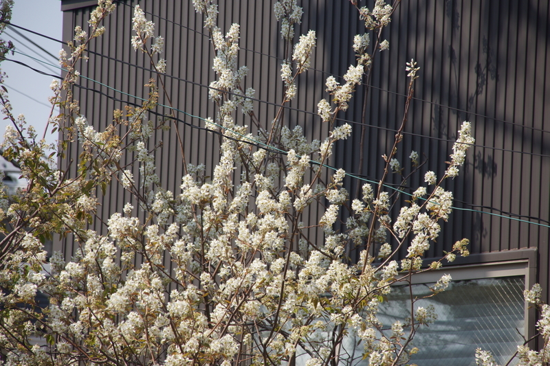 f:id:goldhead:20190407134940j:plain