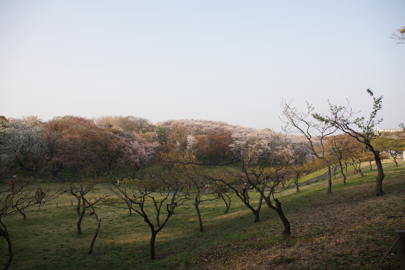 f:id:goldhead:20190407134959j:plain