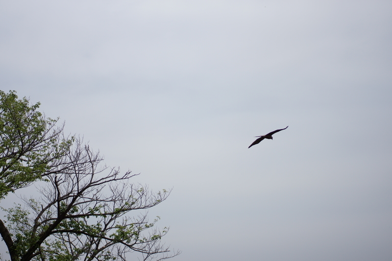 f:id:goldhead:20190503232216j:plain