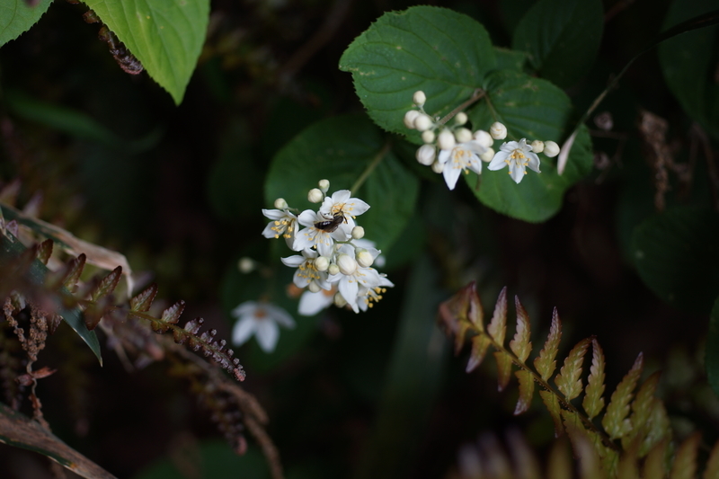 f:id:goldhead:20190503232219j:plain