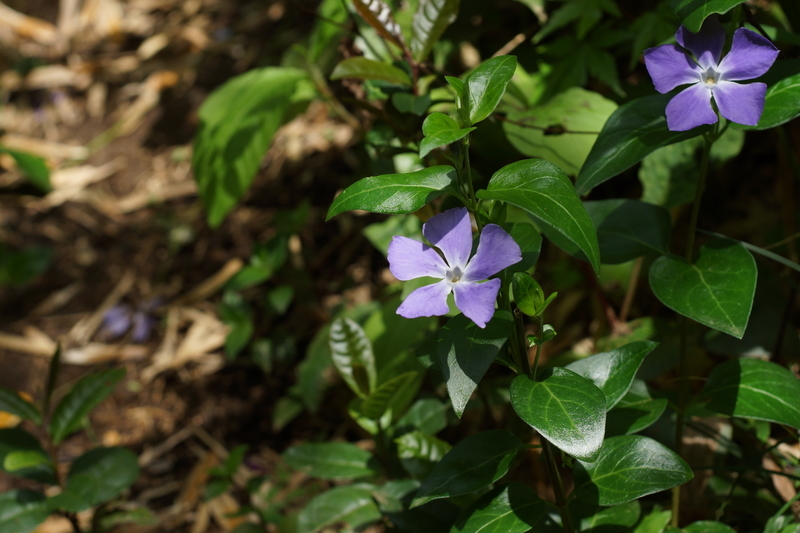 f:id:goldhead:20190503232227j:plain