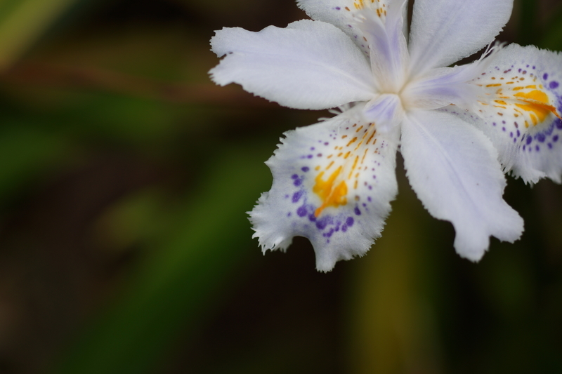 f:id:goldhead:20190503232252j:plain