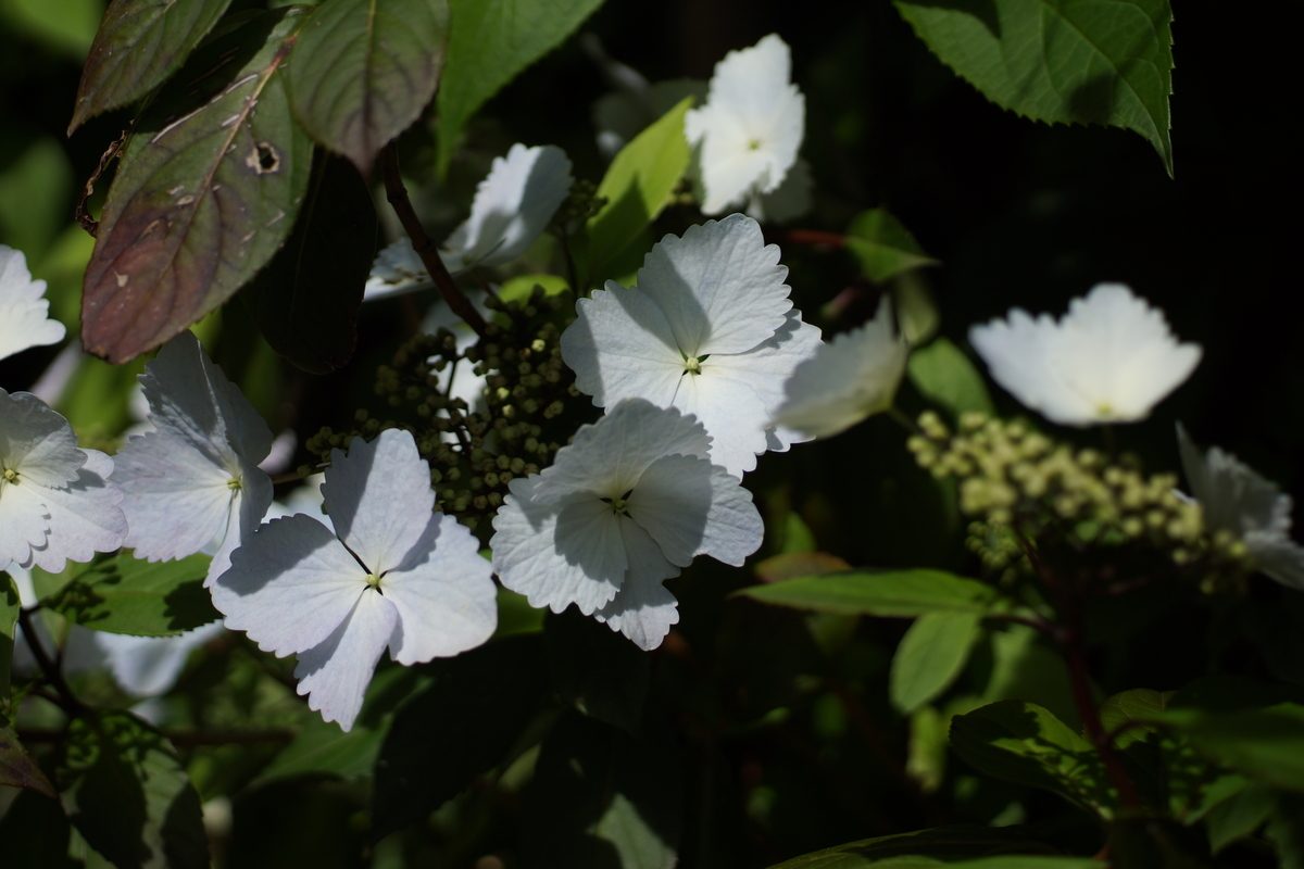 f:id:goldhead:20190507130006j:plain