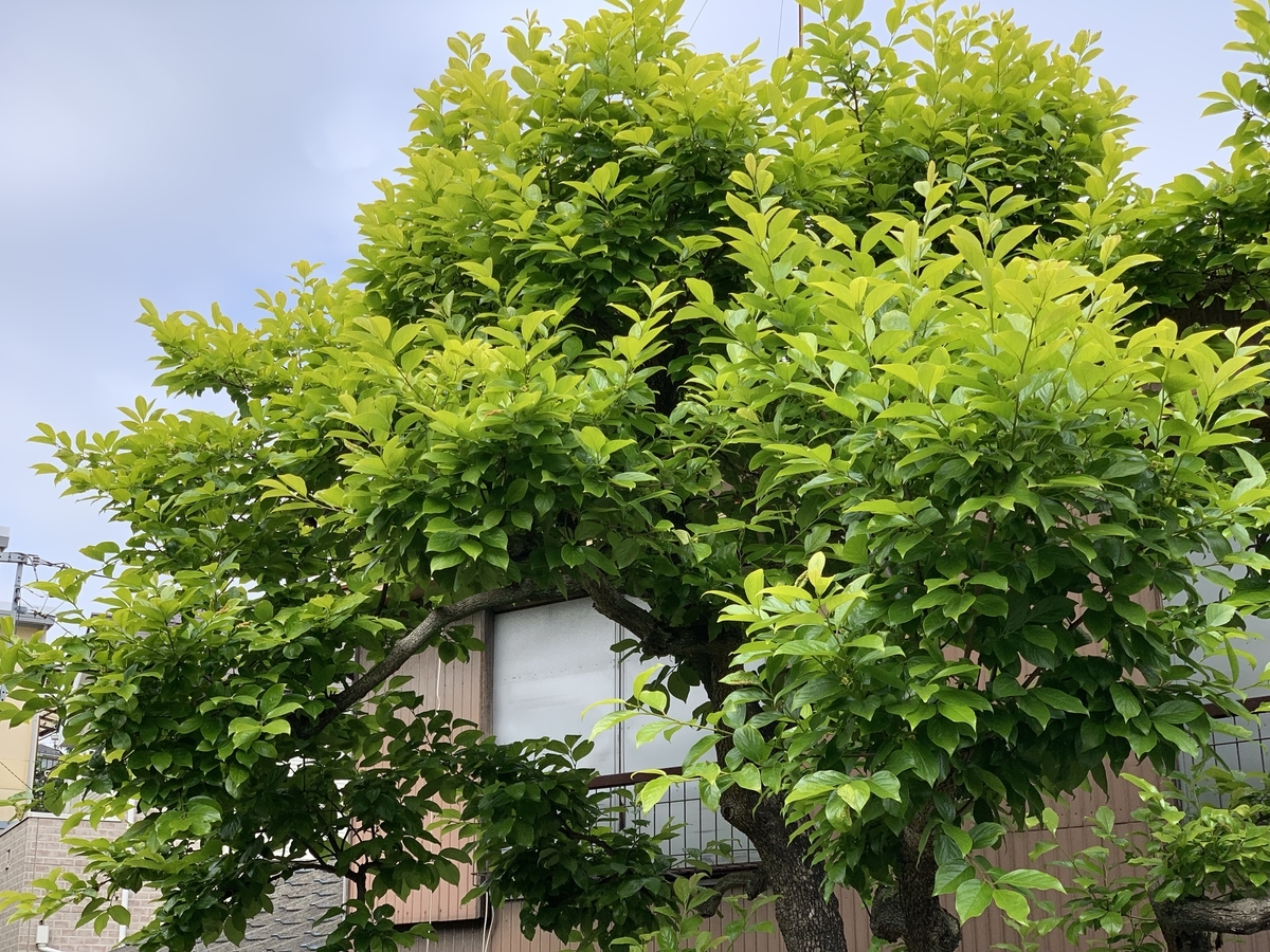 f:id:goldhead:20190513215514j:plain f:id:goldhead:20190513215514j:plain