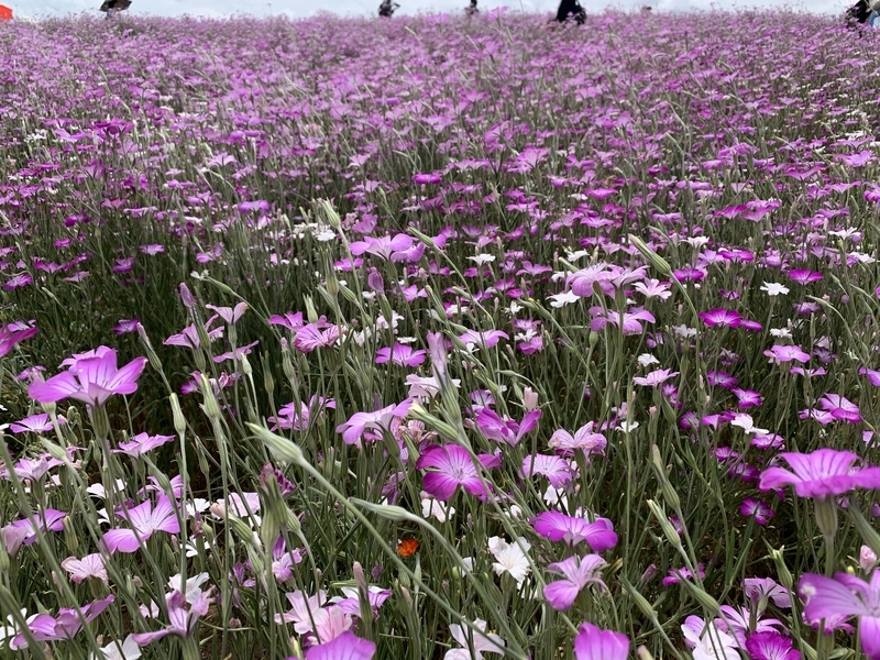 f:id:goldhead:20190530153151j:plain