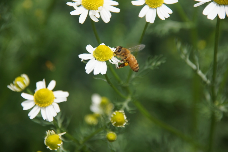 f:id:goldhead:20190530153225j:plain