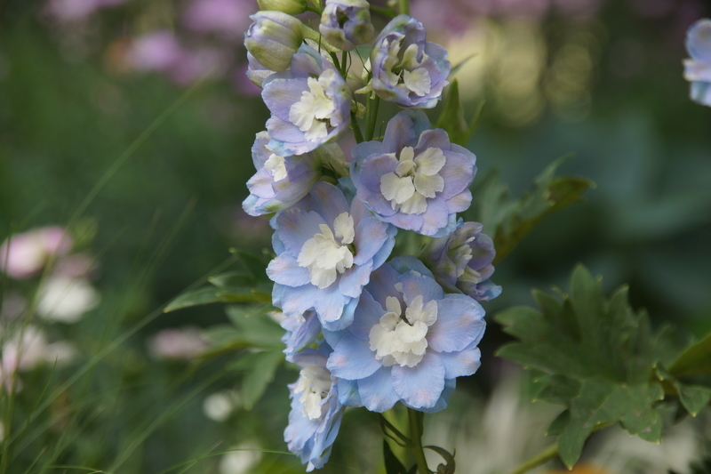 f:id:goldhead:20190530153237j:plain