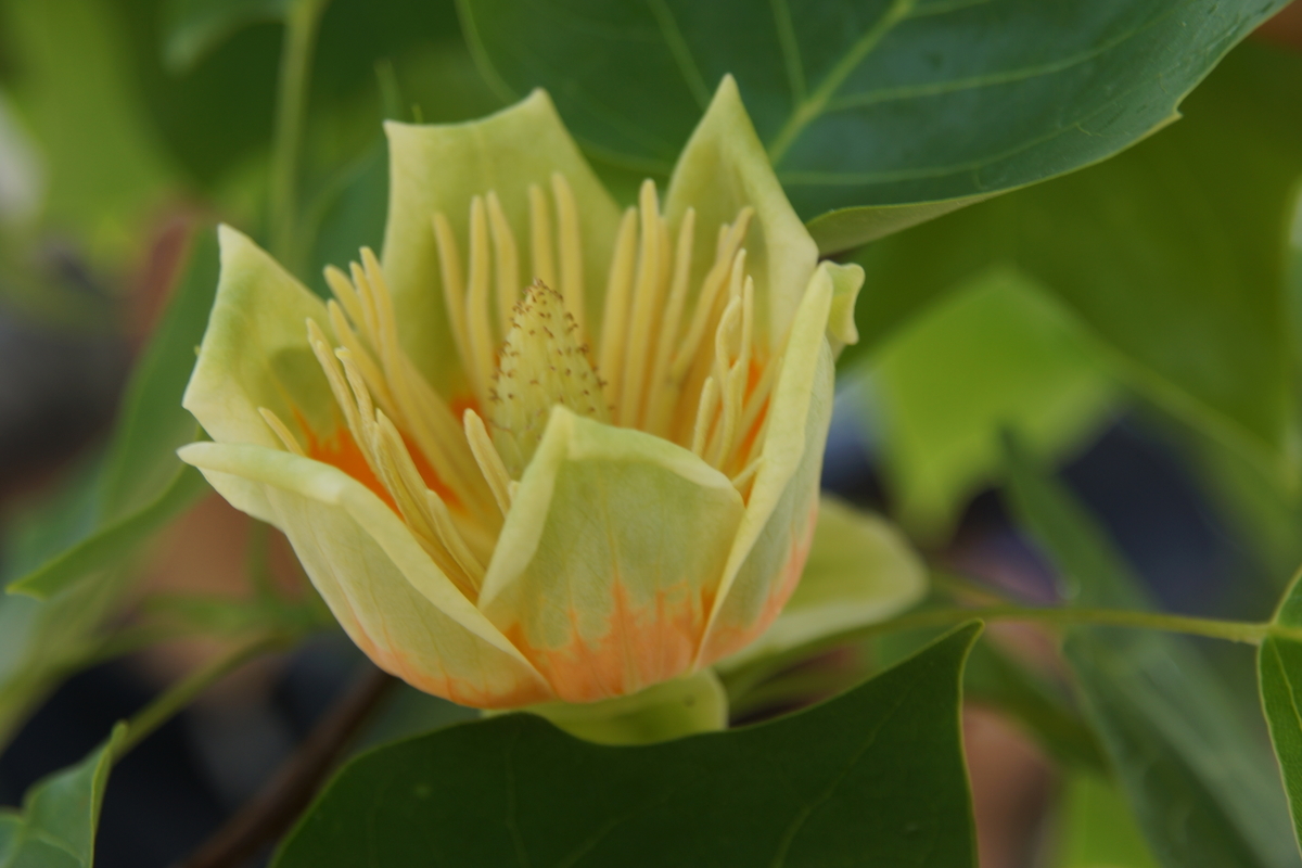 f:id:goldhead:20190530173802j:plain