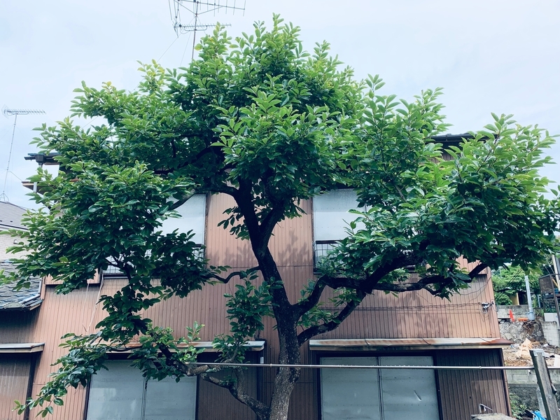f:id:goldhead:20190717172139j:plain