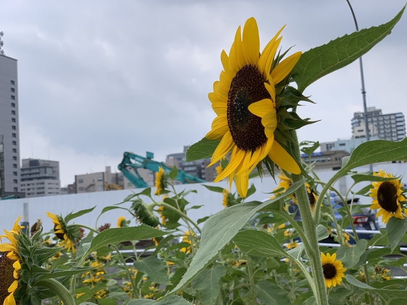 f:id:goldhead:20190901231027j:plain f:id:goldhead:20190901231027j:plain