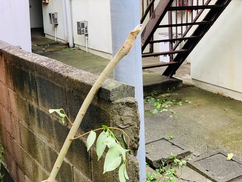 f:id:goldhead:20190909100027j:plain f:id:goldhead:20190909100027j:plain