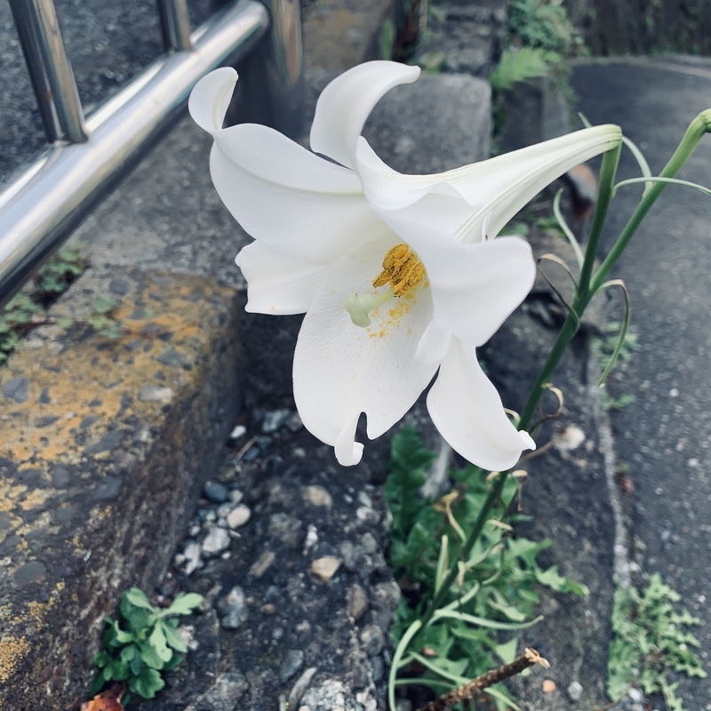 f:id:goldhead:20191110220152j:plain