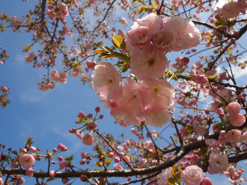 f:id:goldhead:20191121124608j:plain f:id:goldhead:20191121124608j:plain