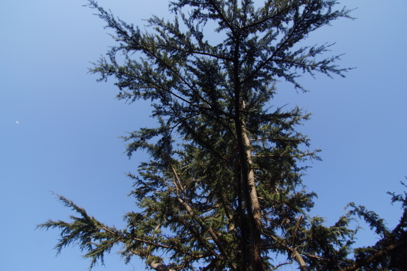 f:id:goldhead:20210116212441j:plain