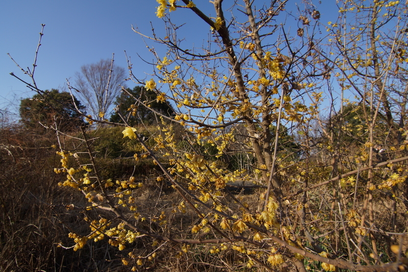 f:id:goldhead:20210116212543j:plain