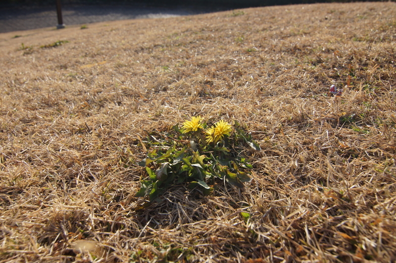 f:id:goldhead:20210116212645j:plain