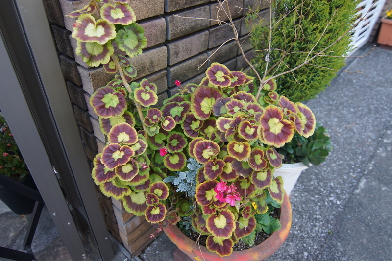 f:id:goldhead:20210116213244j:plain