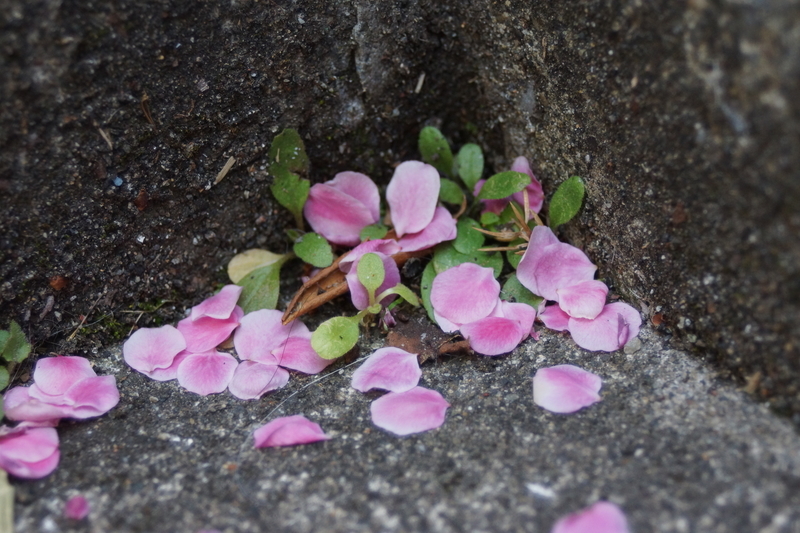 f:id:goldhead:20210223173605j:plain