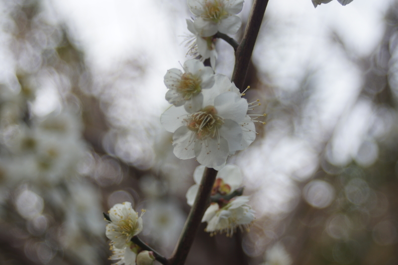 f:id:goldhead:20210223173624j:plain