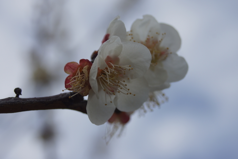 f:id:goldhead:20210223173852j:plain