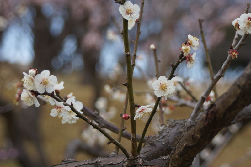 f:id:goldhead:20210223173954j:plain