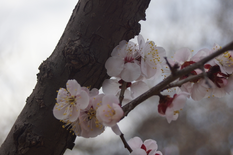 f:id:goldhead:20210223174013j:plain