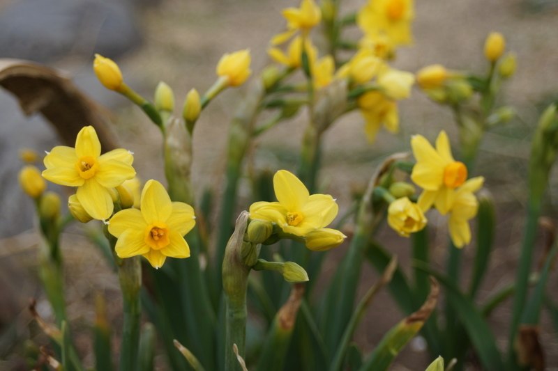 f:id:goldhead:20210223174055j:plain