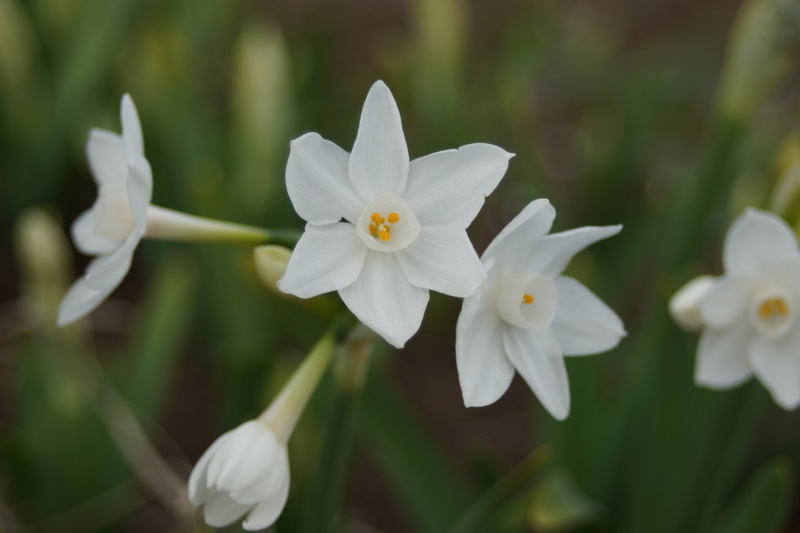 f:id:goldhead:20210223174119j:plain