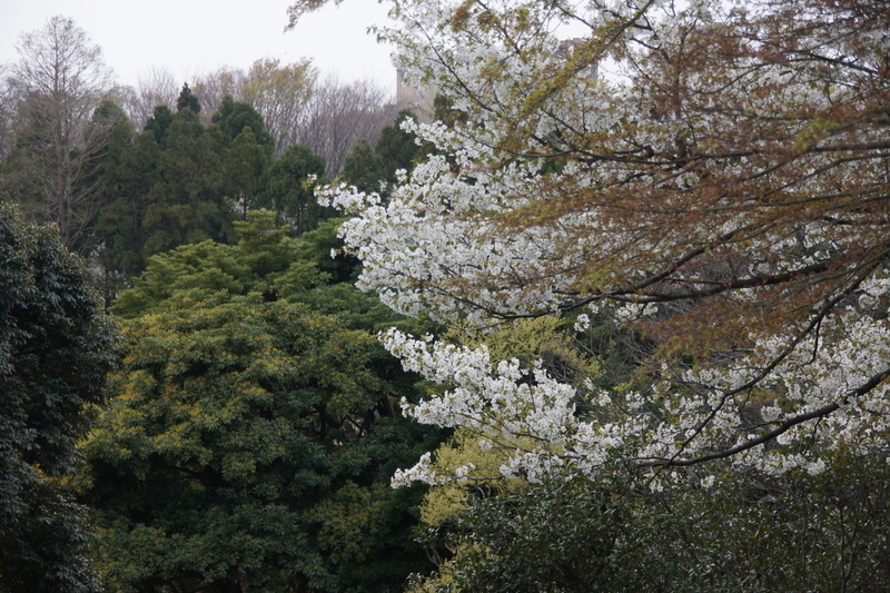 f:id:goldhead:20210328181909j:plain