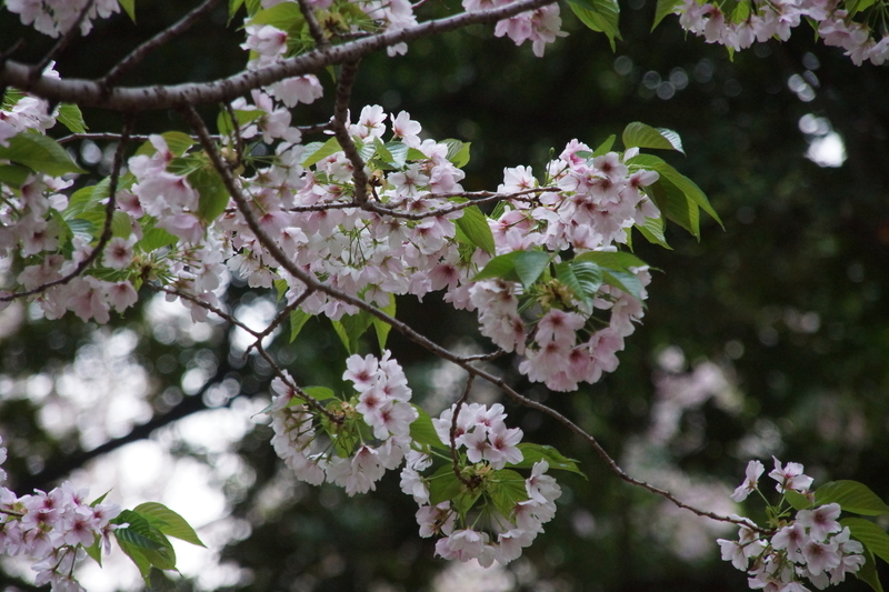 f:id:goldhead:20210328181932j:plain