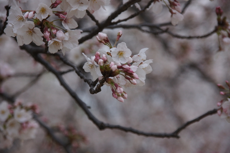 f:id:goldhead:20210328182031j:plain